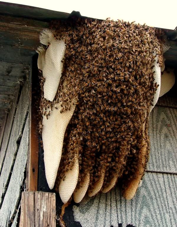 Honeybees clustered on comb under a roof eave