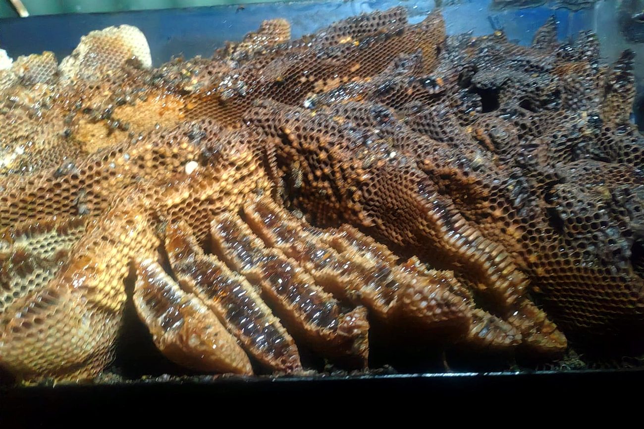 Rows of golden natural comb