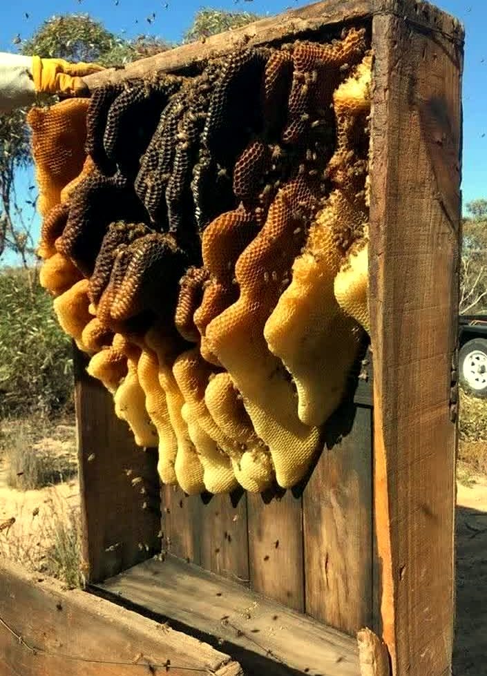 Honeycomb on a wooden hive frame