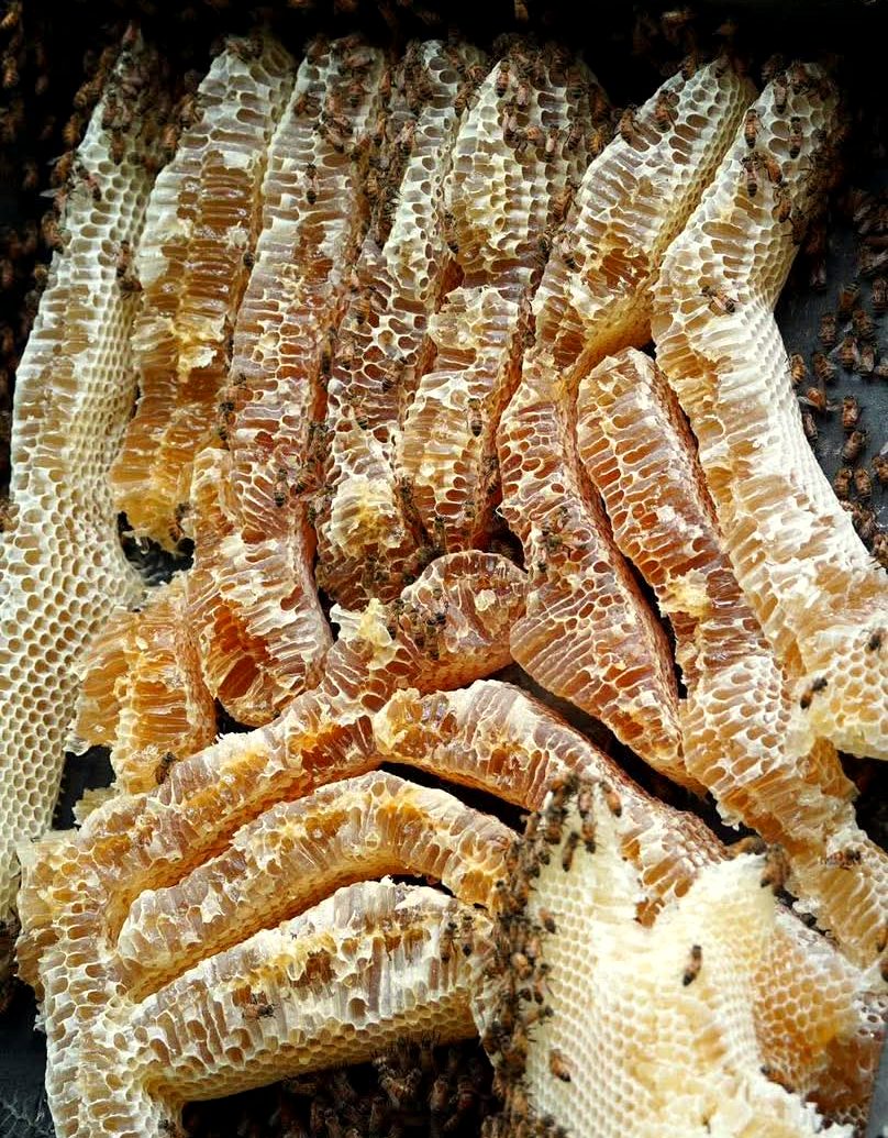 Hands holding slabs of fresh honeycomb