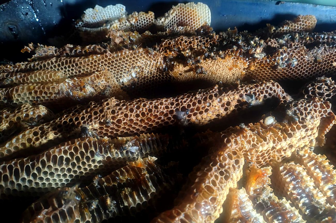 Natural honeycomb built across a structure