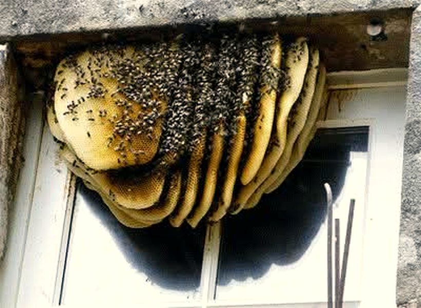 A piece of golden honeycomb