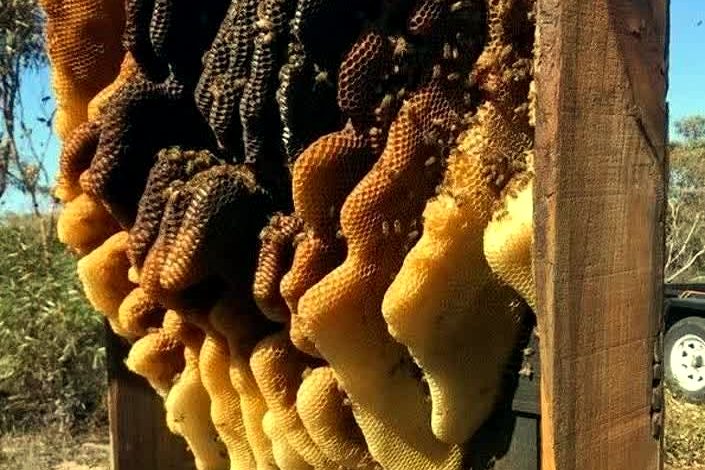 Wooden beekeeping frame filled with honeycomb