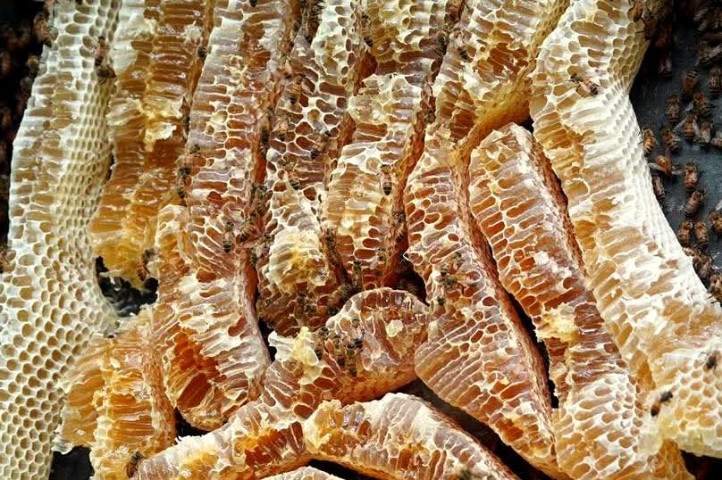 Hands holding fresh golden honeycomb