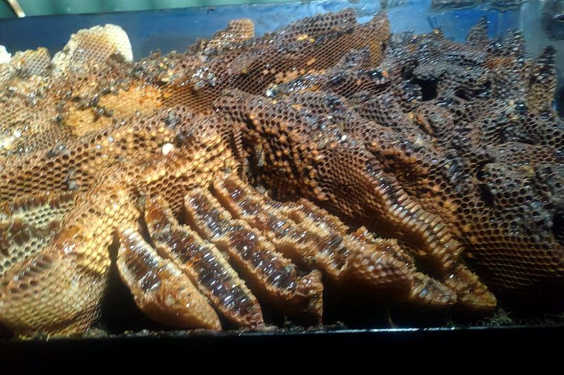 Natural honeycomb rich with raw honey